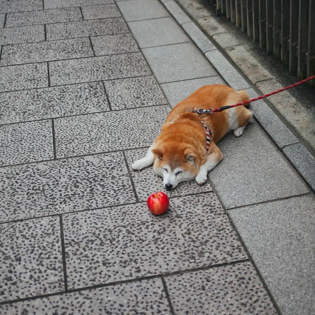 hiderin777さんのインスタグラム写真 - (hiderin777Instagram)「Shiba Inu 🐶 . . . . ちょっと興味を示す犬。 . . . . . 🍎」7月21日 19時50分 - ringostar.desu