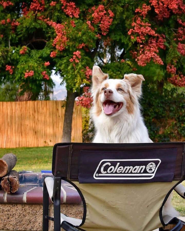 Coleman Japanのインスタグラム：「お気に入りの場所見つけた🐶♪  📸: @colemanusa🇺🇸 @cayenneiam ・ ━━━━━━━━━━━━━━━━━ #私のコールマン または #おうちコールマン を付けて投稿して頂いた中から素敵なお写真は、コールマン公式SNSでご紹介させて頂きます♪ ━━━━━━━━━━━━━━━━━ ・ ・ ・ #灯そうColeman #灯そうコールマン #灯そう #Coleman #コールマン #Tent #テント #Camp #キャンプ #Outdoor #アウトドア #コールマンチェア #チェアリング #犬連れキャンプ #キャンプ犬 #私のコールマン」