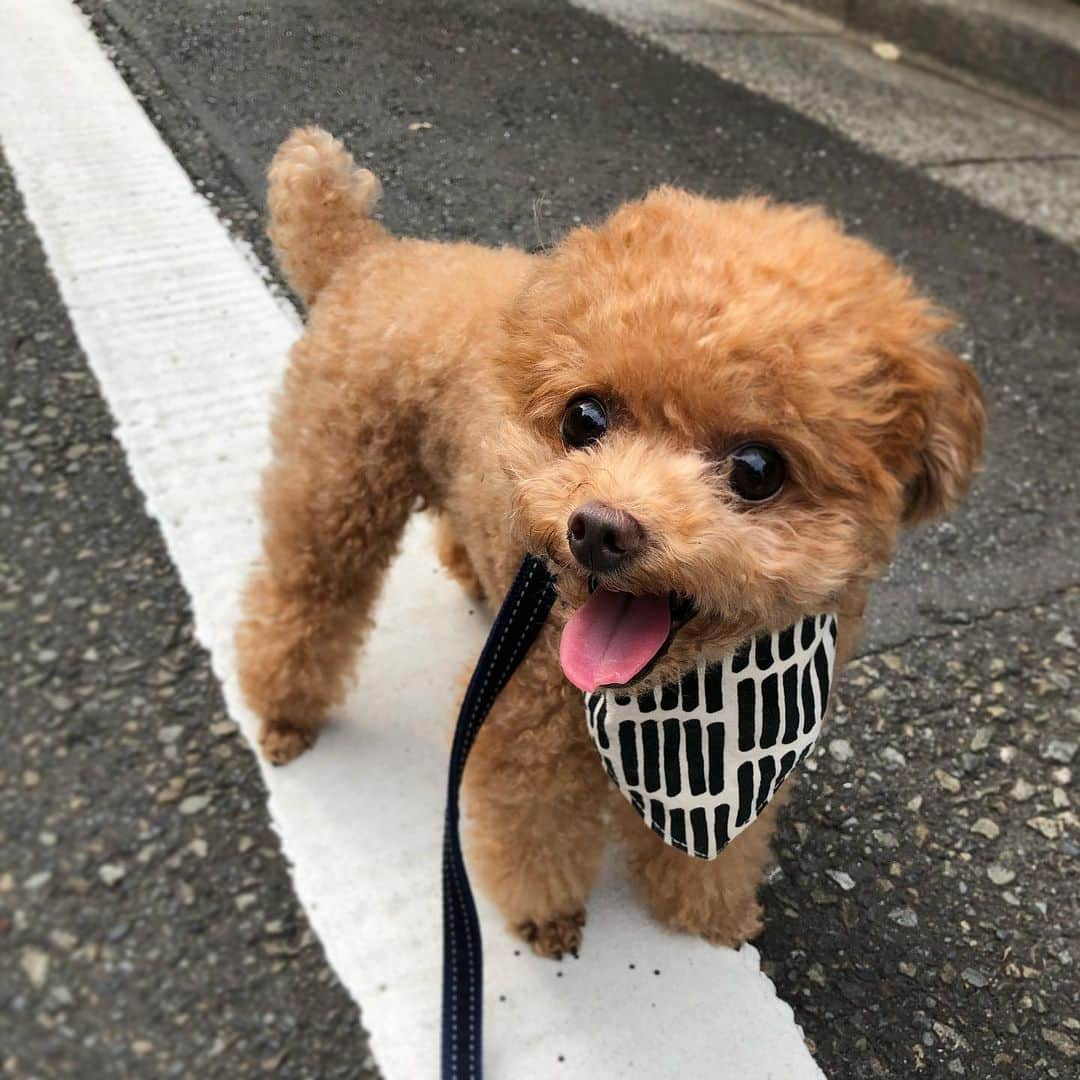 ふわさんのインスタグラム写真 - (ふわInstagram)「#toypoodle#toypoodlegram#dogstagram#doglife#doglover#instadog#dog#fuwamama#ふわもこのふわ#ふわ#といぷーどる#トイプードル#ふわもこ部#犬バカ部#親バカ部#犬のいる暮らし#いぬすたぐらむ#夏スタイル#ご機嫌」7月21日 20時04分 - huwayama