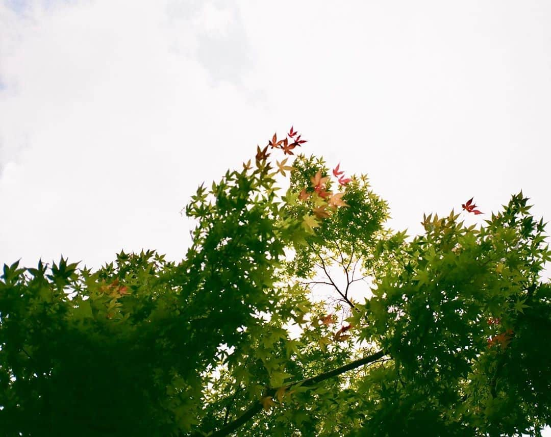 森田望智さんのインスタグラム写真 - (森田望智Instagram)「梅雨明けというやつですか？ The rainy season is over.」7月21日 20時14分 - misatomorita_official