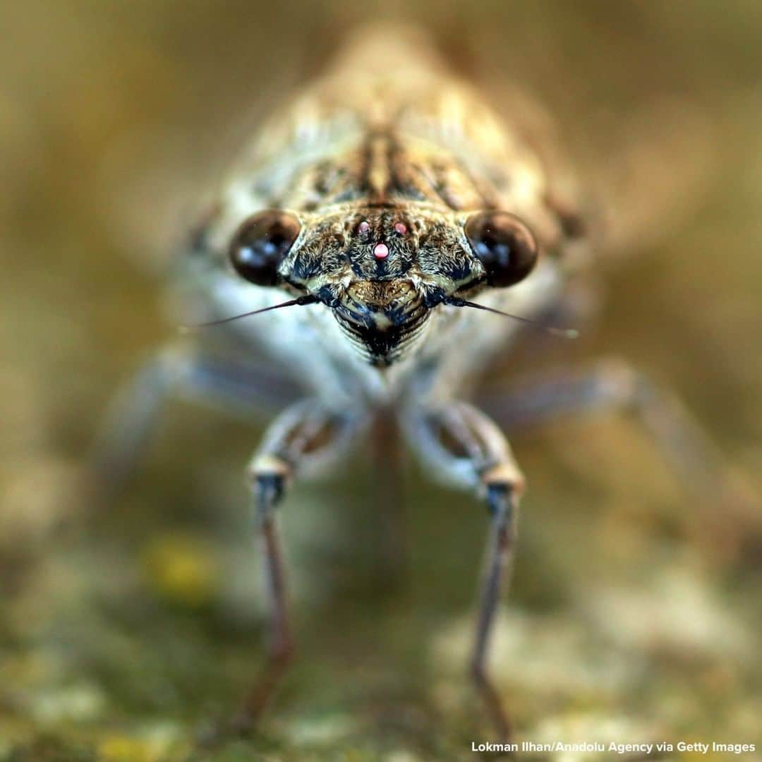 ABC Newsさんのインスタグラム写真 - (ABC NewsInstagram)「A BUG'S LIFE: Cicada perches on a tree in Izmir, Turkey. #bugs #insects #animals」7月21日 20時12分 - abcnews