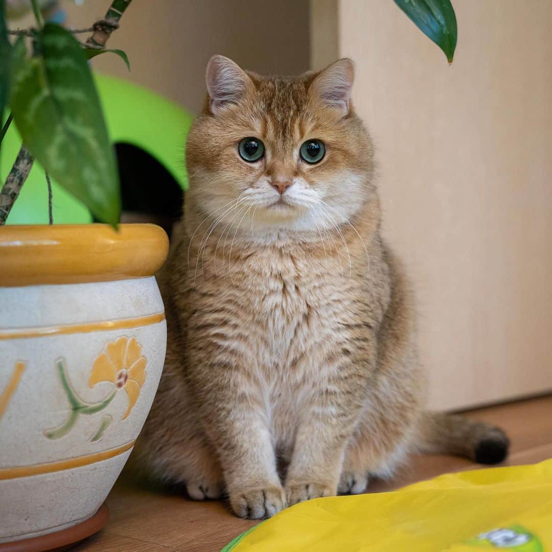 Hosicoさんのインスタグラム写真 - (HosicoInstagram)「What is your mood today? Playful? 😉」7月21日 20時18分 - hosico_cat