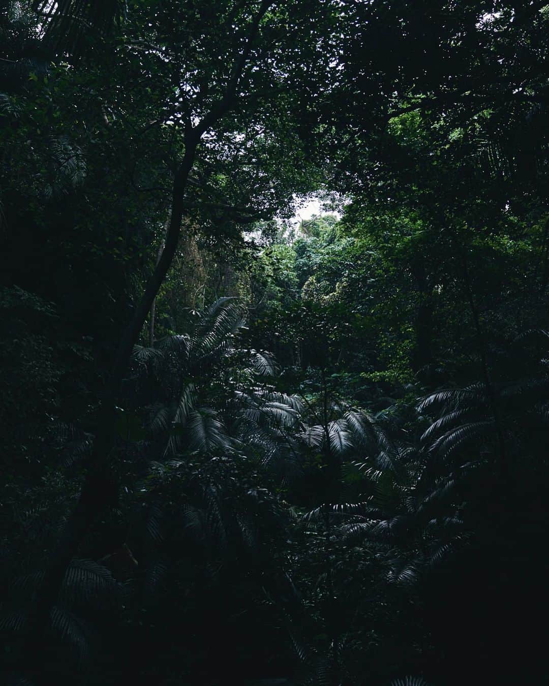 柏倉陽介さんのインスタグラム写真 - (柏倉陽介Instagram)「密林。 ☆ ☆ ☆ #写真 #カメラ #earthfocus #nature #landscape #outdoor #instagramjapan #ifyouleave #reco_ig #西表島」7月21日 20時19分 - yosuke_kashiwakura