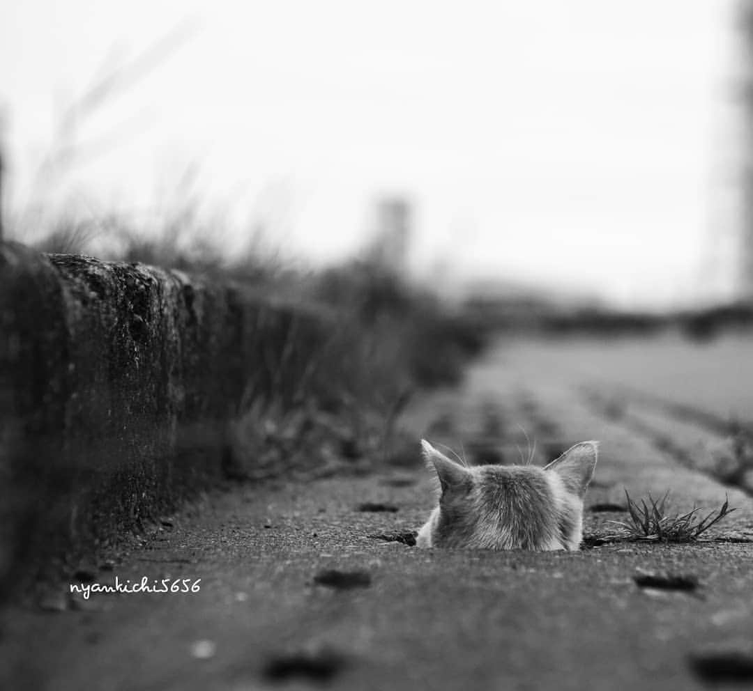 路地裏のにゃん吉のインスタグラム