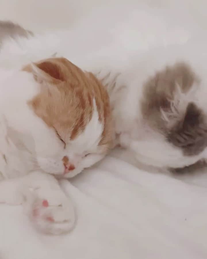のんたのインスタグラム：「barberぱん💈心の準備はいいですか もうかわいすぎてヒャァーーーなります🤣 ・ #scottishfold #catstagram_japan #catsofinstagram #cats_of_instagram#catoftheday #ilovemycat #bestmeow #catlover #cutecat #kittensofinstagram #cute #スコティッシュフォールド#brotherandsister」