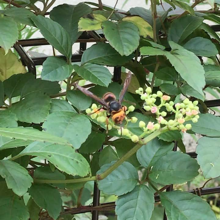 前野えまのインスタグラム