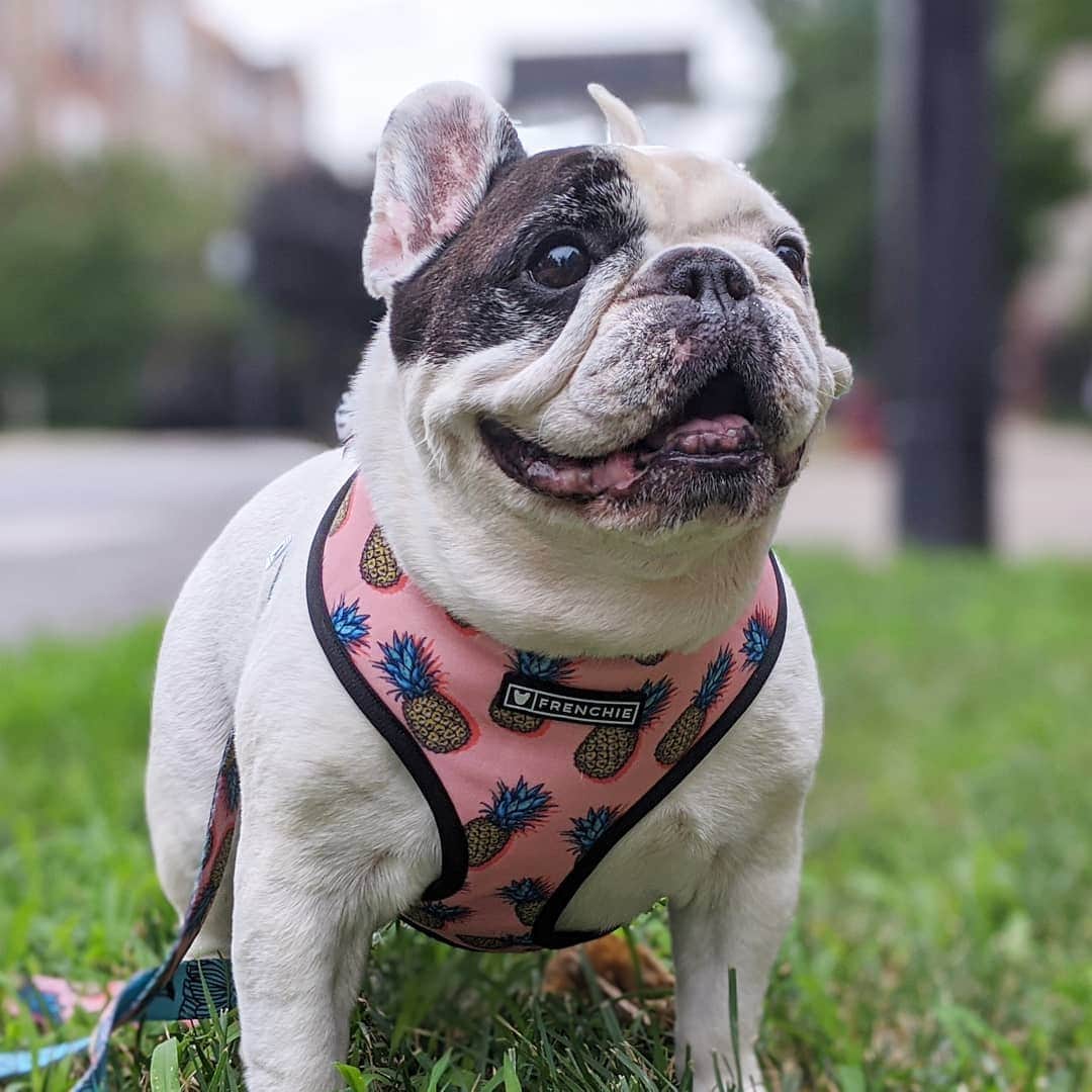 Manny The Frenchieのインスタグラム：「I think wearing fruit is my new fav thing!🍍😃 @frenchie_bulldog」