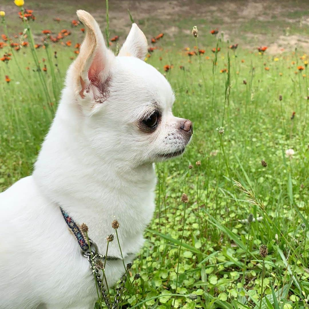 KORIKIのインスタグラム：「おはようございます♪ * #dogofsapporo #dog, #dogs, #dogstagram,#chihuahua,#犬バカ部,#チワワ,#koriki, #hanadog #白スムチ連合会, #スムチー,  #dogofthedayjp, #dogoftheday  #ilovemydog #instadog #instapet #WhiteChihuahua  #吉娃娃 #치와와  #dogsofinstagram #Chihuahualover  #ชิวาวา #チワワの輪 #barkbox #WhiteChihuahuaParty #もふもふモフモフ」