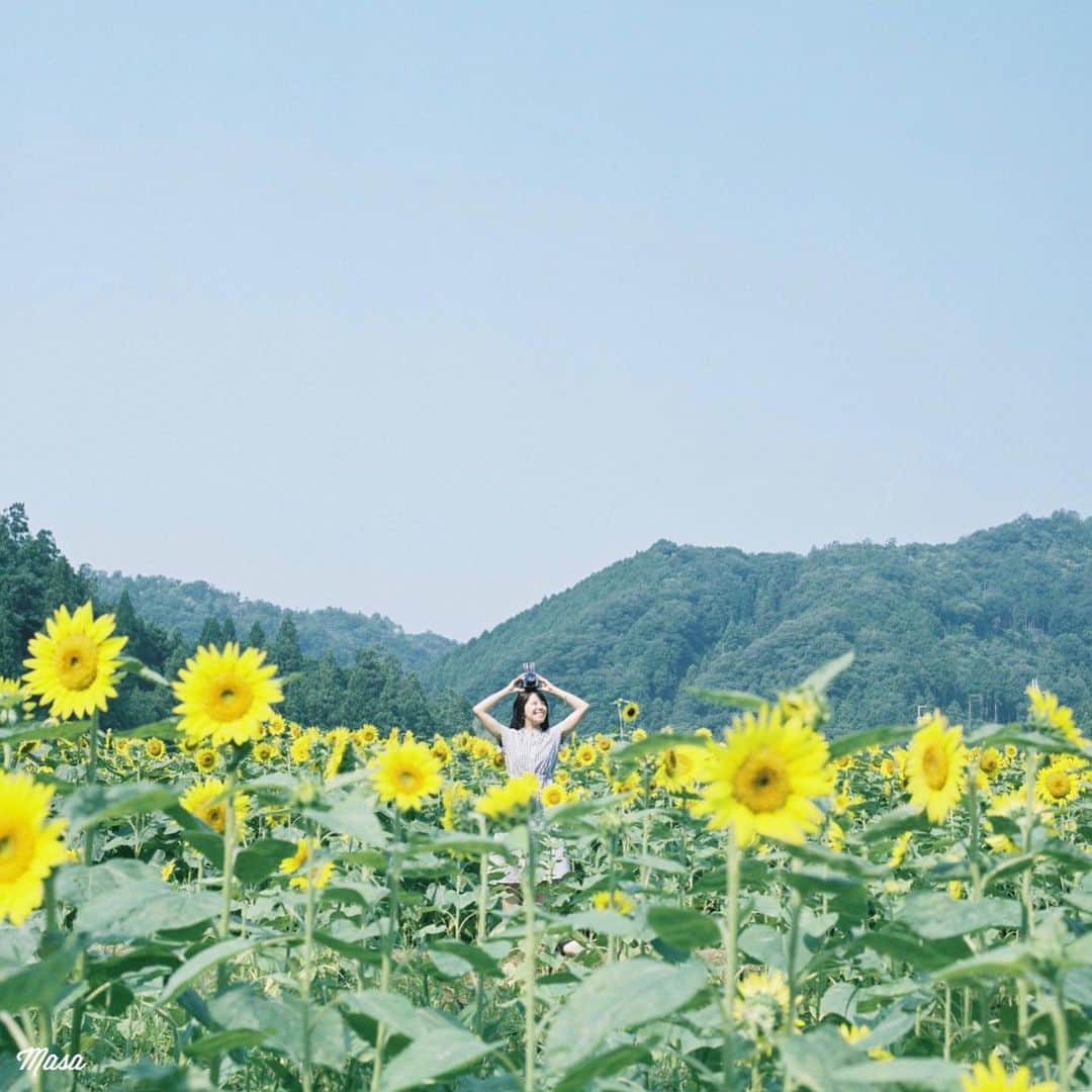 Masaさんのインスタグラム写真 - (MasaInstagram)「. . . 連休は毎日☔️ そろそろ、ひまわりも撮りたい🌻 . 遠出もしたい。誰か😌 . 撮影日 : 2019年8月3日 . #まっセル #ヤマプリ #hasselblad #ハッセルブラッド #instagramjapan #igersjp #tokyocameraclub #art_of_japan_ #photogenic_jp #GPW_members_only #good_portraits_world #film_jp #film #フィルム #film_com #filmcamera #filmphotography #portrait #ポートレート #photogram_archive #pof_ig #hibi_jp #team_jp_ #ひまわり #sunflower #兵庫 #佐用町 #ひまわり畑」7月22日 7時32分 - masa_nikonist