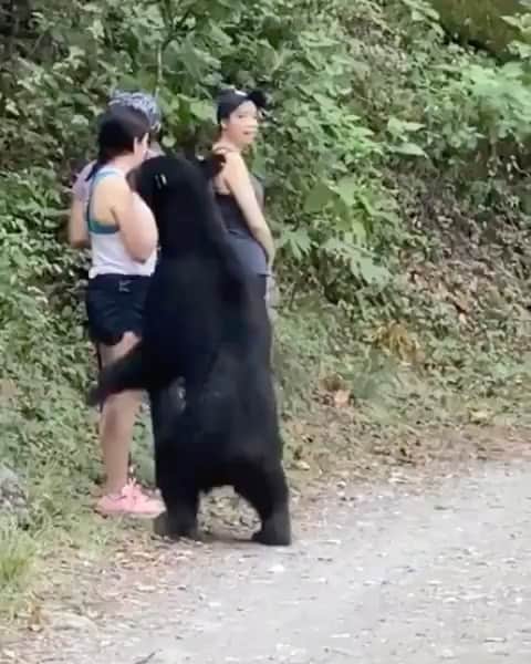 WildLifeのインスタグラム：「Repost from @arturoislasallende Gran reacción de esta chica en un encuentro muy peligroso, la pregunta es; ¿Quién invade a quién? Cada día tomamos más espacios del planeta y con eso entramos a lugares que no nos pertenecen, afortunadamente no sucedió ningún accidente y todo gracias a la gran mentalidad y tranquilidad de la chica, estoy seguro que el oso se vio atraído por el perfume, los olores dulces les encantan. Cuéntenme su opinión, los leo...」
