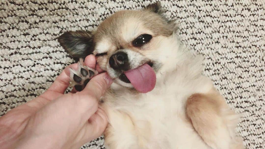 MIHOのインスタグラム：「【心のほころび】﻿ ﻿ ちびギャルとルビィをみていると﻿ ﻿ ほんと素晴らしい！と思う﻿ ﻿ 嬉しい時にはしっぽがヘリコプター﻿ 拗ねたときはバスマットにオシッコ﻿ なんか食べたいな〜って思ったらキッチンをパトロール﻿ ﻿ 動きたくない時は横断歩道の真ん中でも動かず﻿、車を止めてでも動こうとしない﻿ ﻿ 寂しいときはずーっと気付くまで見てる﻿ ﻿ ありのままを一生を通して見せてくれる私の先生です﻿ ﻿ 先週のいたたまれないニュースを受けてザワザワした人も多いのでは？﻿ ﻿ 私はなんだかそうでした﻿ ﻿ 46年、時を重ねれば﻿、私だって物言えぬ日々を過ごしたこともあります﻿ ﻿ 自分との向き合い方も﻿流し方もわかってきてるようにはなってはきていますが、それでもいろいろあります  年の功というやつには、まだまだ先は長いなぁ、と、日々お勉強中ですが ﻿ みんなもそういうこと一度は経験したんじゃないかな？﻿ ﻿ 問題の答えや受け流し方が見つからず﻿どうしていいのかわからないのに﻿ ﻿ 私の悩み事なんて﻿、世界中で起きてる大変なことに比べれば大したことないから  なんて言い聞かせて、いつしか我慢に慣れて乗り切ろうとしたり﻿ ﻿ 大丈夫？って聞かれても﻿ 大丈夫って言っちゃって﻿ ﻿ 誰も知らない﻿ 鍵をかけた場所ができること﻿ ﻿ 抱えてしまった心の重たいものは﻿、寡黙さと共にただ静かな時間だけが流れていて  時に人を壊してしまうだろうから ﻿ そんな場所から少し見え隠れする心のほころびを ﻿ 見逃さないように﻿ 気づいてあげられる人に﻿ 私はなりたい﻿ ﻿ そして﻿ ﻿みんなもあるんじゃないかな？﻿ ﻿ 知らない人の優しい施しや﻿ なにげない会話の労いから﻿ フッと救われて﻿ ﻿ なんだかすごく心が元気になること ﻿ 普段の生活で誰が憂鬱かなんてわからないから﻿ ﻿ 日々、困ってる人がいたら手を差し伸べたり﻿ スーパーのレジの方や、宅急便の人にお礼をつたえたり ﻿ みんなで明日からちょっとできることもたくさんあると思うんです﻿  そういう人のぬくもりが 頑張れるチカラになることもあるんじゃないかなぁって  そんなことを ﻿ ありのまま先生に話した夜でしたが﻿ ﻿ 先生は、かまってくれるのが嬉しいご様子﻿でした、笑  大丈夫  ありのまんまでいいんだね ﻿ 深呼吸してゆっくりおやすみなさい  いつもありがとう  新月の夜に☺︎  #ちびギャルとルビィ #ルビィさん #ありのまま先生 #チワワ #ロングコートチワワ #message27 #オハナシ #27allen #幸せのオスソワケ ﻿」