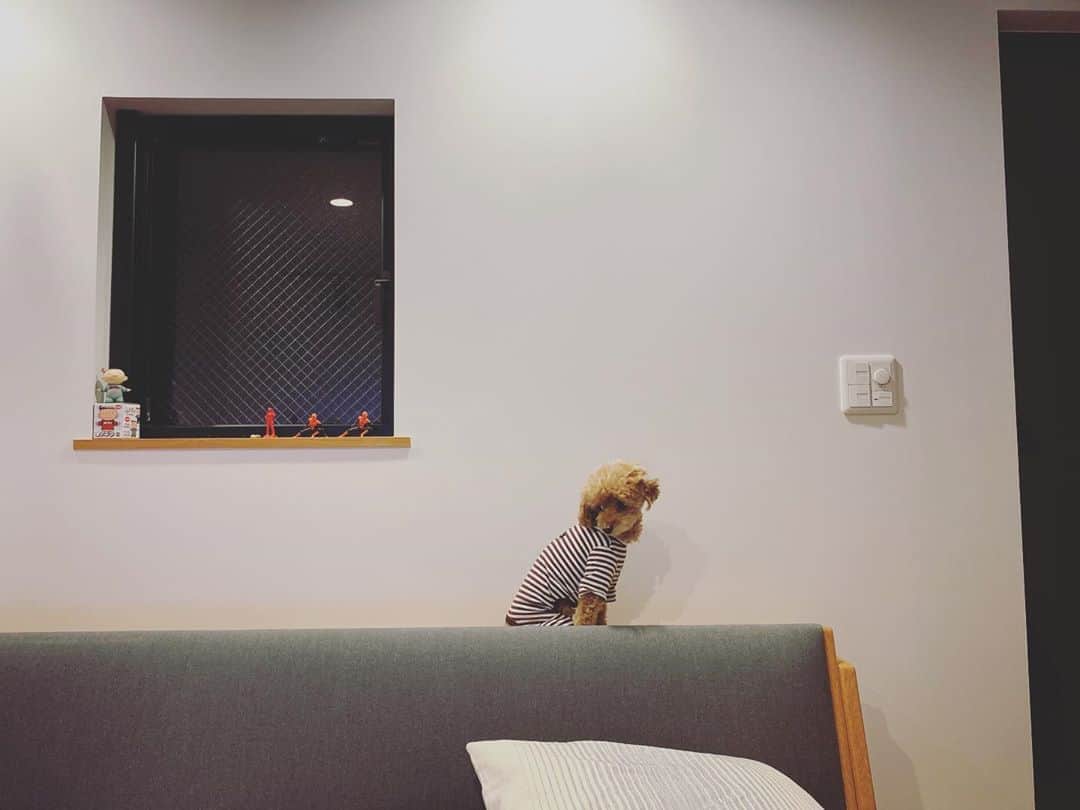 石川龍のインスタグラム：「トイプードルのいる生活。  #まめきち #トイプードル #トイプードル女の子  #toypoodle  #toyphotography  #hansjwegner #getama #ge258 #daybed #midcenturymodern #北欧ヴィンテージ #ウェグナー #デイベッド」