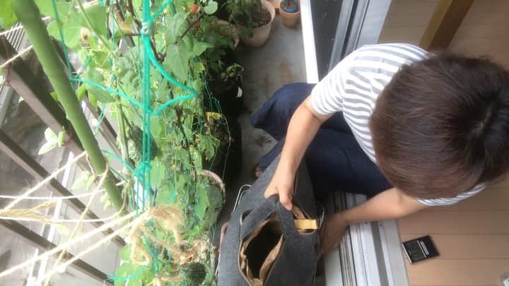小谷あゆみのインスタグラム：「微生物ちゃん #ローカルフードサイクル #ローカルフードサイクリング  分解分解ぶんかーい❣️ #lfcコンポスト  #lfcコンポストはじめました」