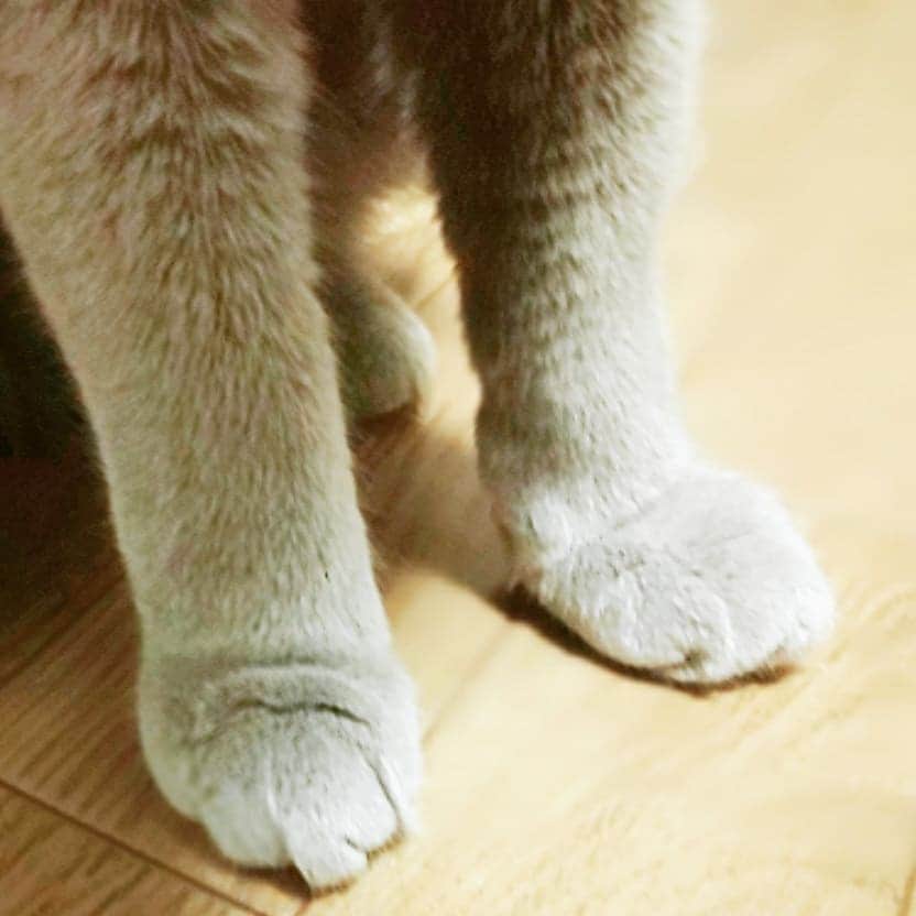 atsukoさんのインスタグラム写真 - (atsukoInstagram)「猫の足って可愛いよね😼  #猫  #猫の足  #猫のいる暮らし」7月21日 23時59分 - angela_atsuko
