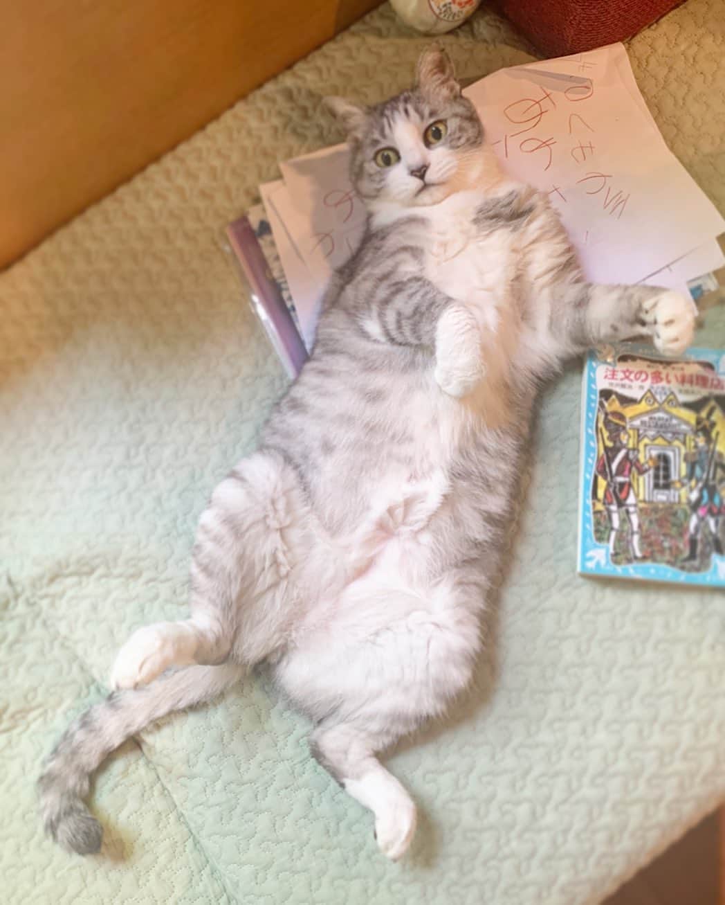 坂本美雨さんのインスタグラム写真 - (坂本美雨Instagram)「待ってる、、、 #cat #サバ美 #ズサァ 待ち」7月22日 0時07分 - miu_sakamoto