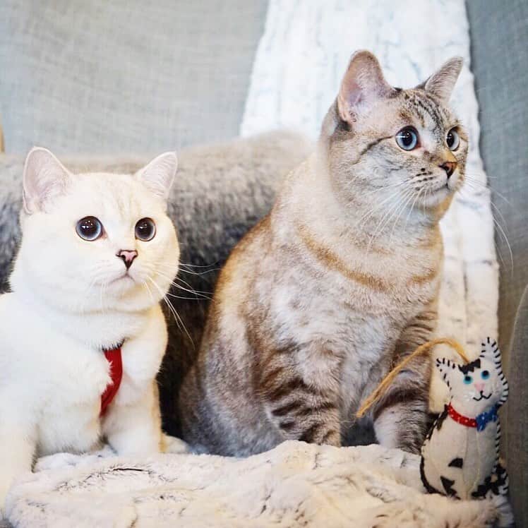 nala_catさんのインスタグラム写真 - (nala_catInstagram)「@white_coffee_cat and I 🥰 How many siblings do you have?   Don’t forget to visit www.lovenala.com to grab a bag of dry food! When you buy a bag of dry food, I’ll donate a bag to @kittenrescuela #buyabagdonateabag @lovenalaco」7月22日 0時09分 - nala_cat