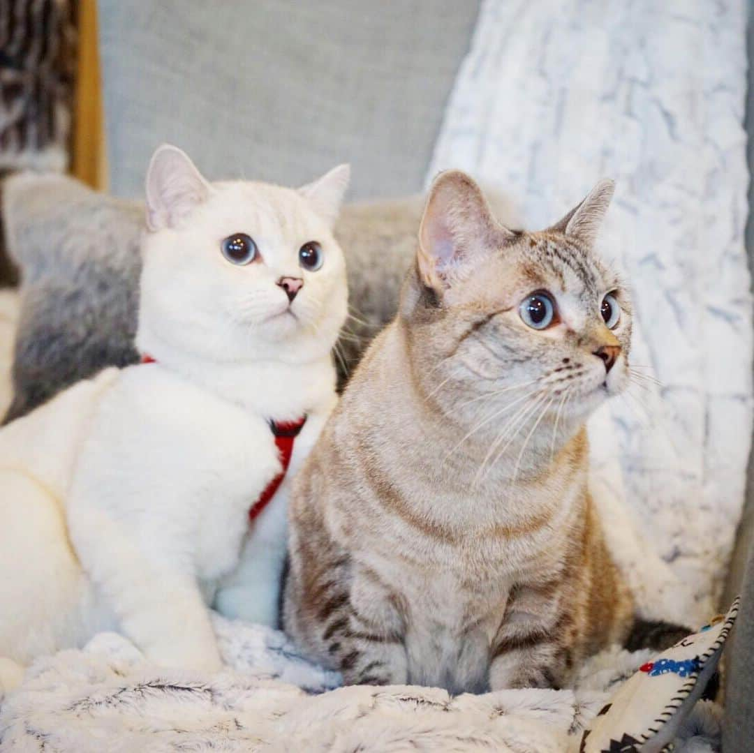 nala_catさんのインスタグラム写真 - (nala_catInstagram)「@white_coffee_cat and I 🥰 How many siblings do you have?   Don’t forget to visit www.lovenala.com to grab a bag of dry food! When you buy a bag of dry food, I’ll donate a bag to @kittenrescuela #buyabagdonateabag @lovenalaco」7月22日 0時09分 - nala_cat