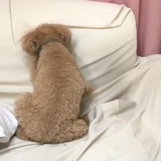 双木昭夫のインスタグラム：「掘っても掘っても。」