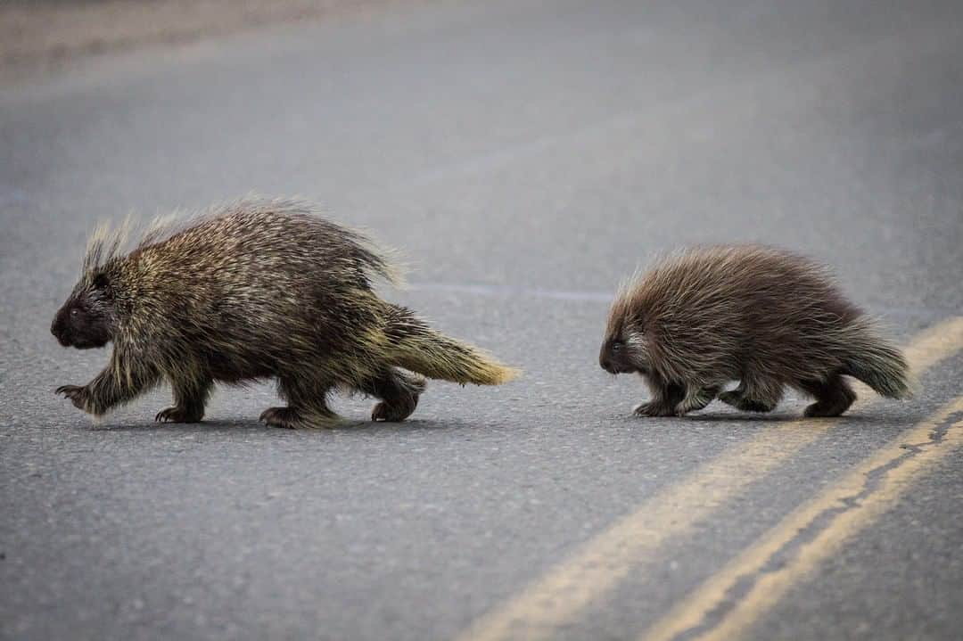 アメリカ内務省さんのインスタグラム写真 - (アメリカ内務省Instagram)「Lots of animals are on the move right now! This adorable porcupine family crossing the road @DenaliNPS in Alaska is a good reminder to drive slowly and be aware of other travelers of all species. Porcupining to know more facts about these awesome mammals? Contrary to popular belief, porcupines don't shoot their #quills. When threatened, they turn their backs and swish their tails vigorously-- those quills detach easily. Around March, porcupine moms give birth to a single #baby. The new #porcupines are born with soft quills that harden quickly, affording them protection soon after birth. While visiting places during this time, it's an excellent strategy to pretend everyone you see is a porcupine and give them plenty of space. It's pointless to get prickly when there's plenty of room for all. Photo by Alex VanDerStuyf, National Park Service. #USinterior #badpuns #cuteanimals #DenaliNationalPark」7月22日 0時37分 - usinterior