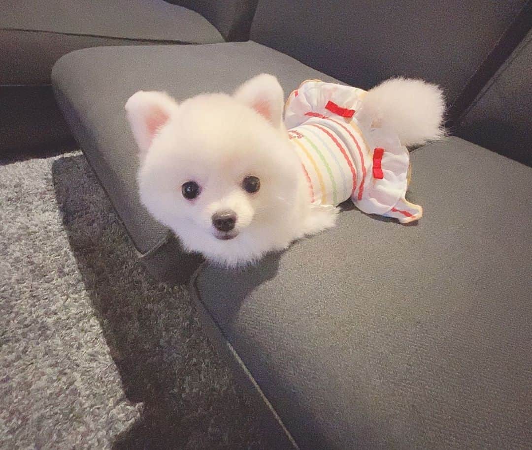 仙石みなみのインスタグラム：「. 🐾 新たな隙間にハマってる、、笑 . #ポメラニアン #pomeranian #dog #わんこ #犬 #犬のいるくらし #sofa」