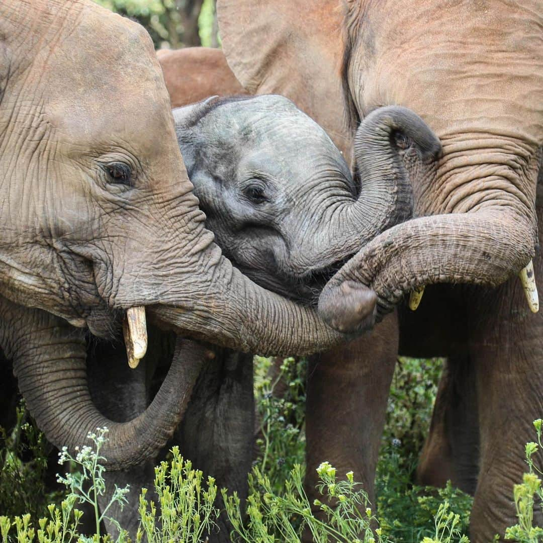 マリア・メノウノスさんのインスタグラム写真 - (マリア・メノウノスInstagram)「Heartwarming to see this baby elephant meet her new family after she lost her own.  She’s named Olorien. She’s one of 80+ orphaned elephants being cared for @sheldricktrust. Meet the herd. #elephanttales」7月22日 1時37分 - mariamenounos