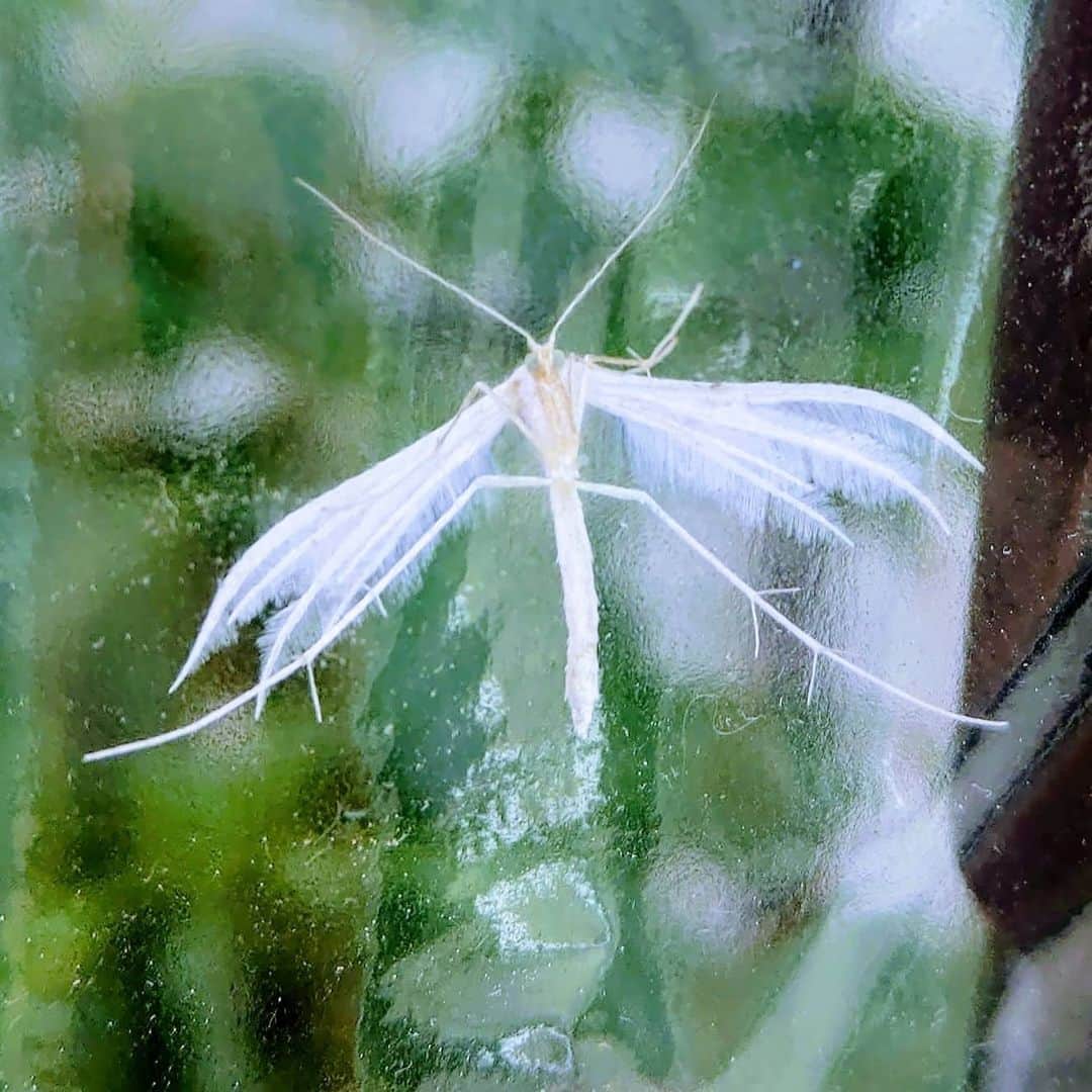 Nila & Miloさんのインスタグラム写真 - (Nila & MiloInstagram)「Is that a fairy, human?! Or an angel bug? Swipe for feathery bug. 😱😻😇 #feathers #moth #siberiancat #prettycat #fairy」7月22日 2時02分 - nilamilo