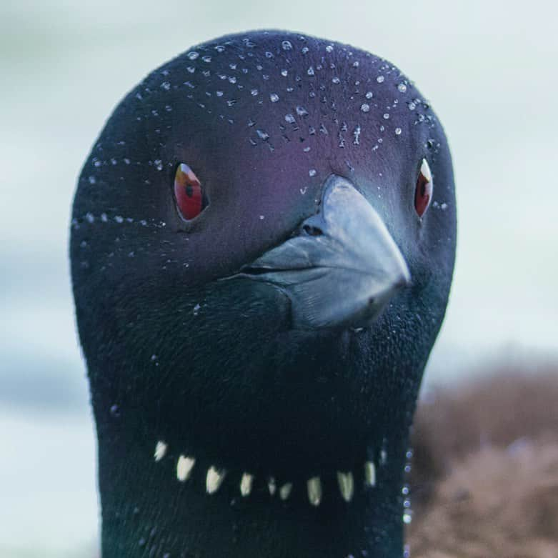 Tim Lamanさんのインスタグラム写真 - (Tim LamanInstagram)「Photo by @TimLaman.  Common Loon portrait.  Echo Lake, Mount Desert Island.  I love the way the water drops on a loon’s head form neat lines after they come up from a dive.  They must be lining up along feather tracks or something, though the feathers are so fine you can hardly make them out.  Also, a close view like this in the right light reveals some purple iridescence in the head plumage.  It’s been a great pleasure to spend the last two weeks filming these birds for the #CornellLabofOrnithology.  #loon #Maine #AcadiaNationalPark #shotonRED @reddigitalcinema」7月22日 2時19分 - timlaman