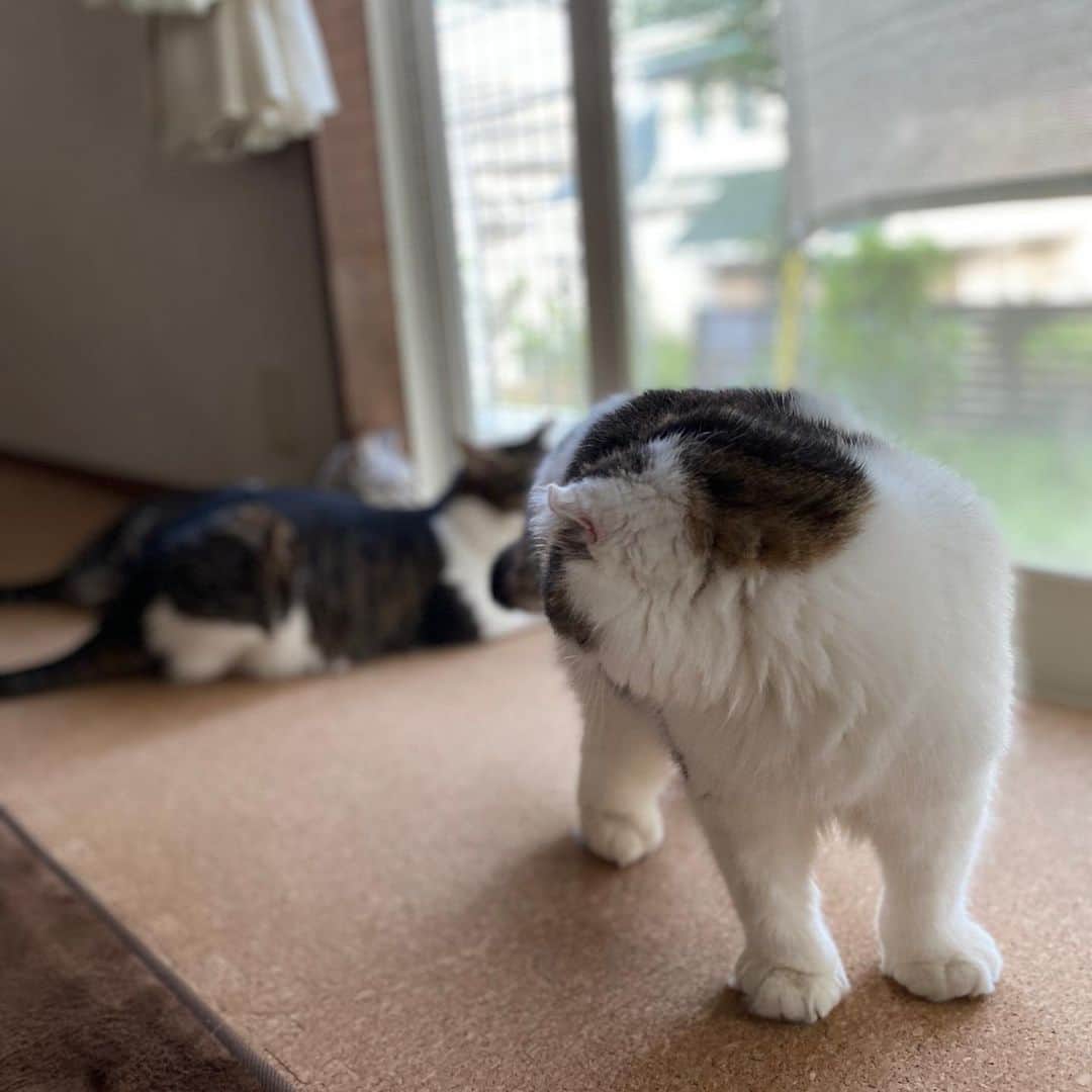 8n21のインスタグラム：「ネコを見てるネコを見てる #cats #ねこ部」