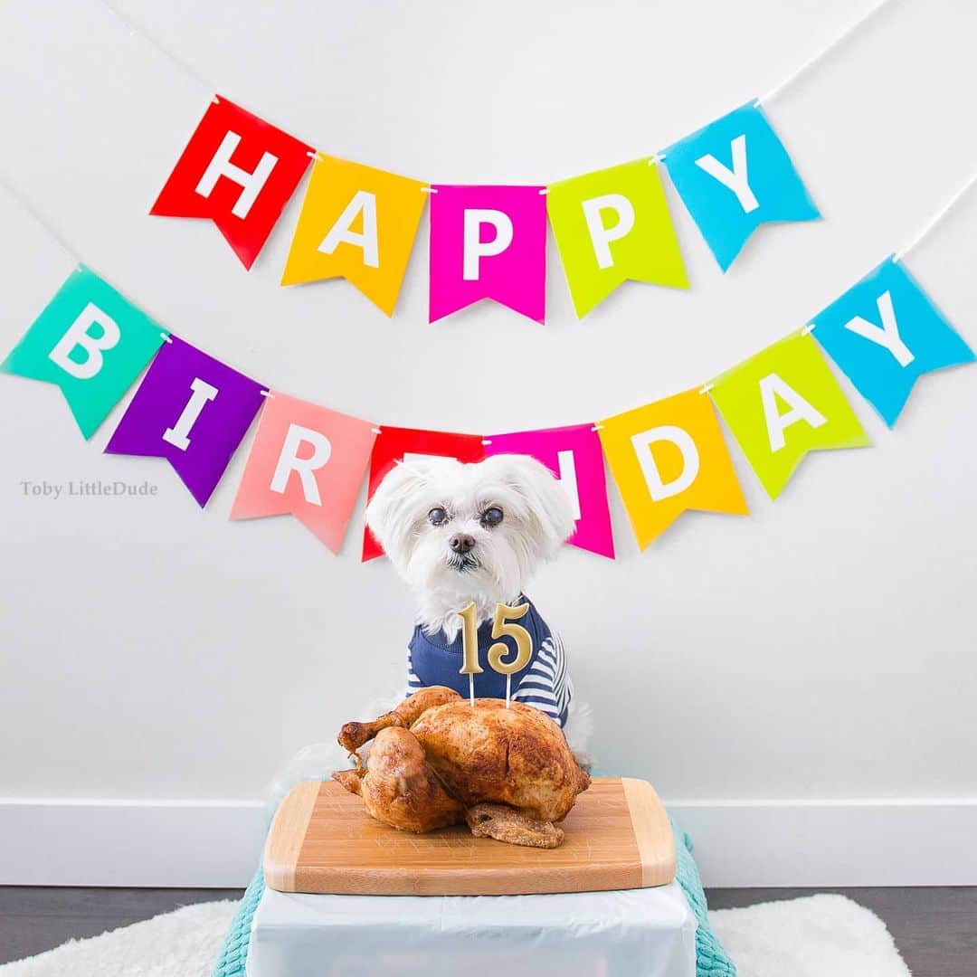 Toby LittleDudeのインスタグラム：「It's my birthday! #15YearsYoung 🎂」