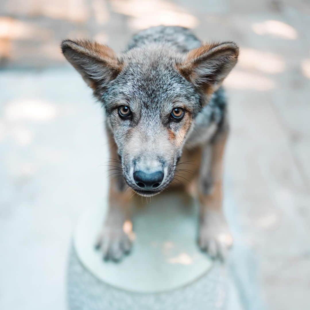 Rylaiさんのインスタグラム写真 - (RylaiInstagram)「Growing up Lucan, our Wolf Ambassador! 🐺 . Remember me? It’s me Lucan! I know!!! Lookie how big I have gotten! Dad says I weigh over 40 lbs now. Mom says that I eat a lot!! And she is also complaining about how much I poop!! They call me Sir Poops A Lot!!  . Melissa my trainer laughs a lot while she is training me... mom joins in and they are usually laughing the entire time. I’m not sure why they think I am so funny, but I will laugh with them too....  . My best friends @anabeldflux and @vette_rodd came over the other day.  I really like them. Anabel takes lots of nice photos of me. See how fierce she makes me look??  . Anabel has a mini photoshoot coming up with the foxes (I love them and love playing with their tails!) and I am going to be able to be in some photos with new friends. I really like meeting new people, so it should be fun.  But I am still a puppy, so I get excited and pee on people too. Mom is always warning people, who don’t seem to mind.  . If you want to meet me, you can schedule an encounter at the center or you can book a photoshoot with @anabeldflux - mom and dad said if I behave, they will let me take photos with people and of course, I might get so excited I pee on them too.  So she warns people in advance!  . Lucan is one of our newest Ambassadors at the JABCECC. He is considered a wolf-dog which means he has enough of the right doggie DNA to make him an outstanding Ambassador for wolf conservation.  He is undergoing a lot of training, socialization, and evaluation to help him grow up to be an amazing wolf ambassador. His role at the center is to provide education thru interaction to promote conservation of wolves in the wild!  . . #conservation #lucan #wolf #wolves #wolfambassadors #wolvesofinstagram #wolfdog #wolfdogsofinstagram #wolfpack #dogsofinstagram #photoshoot #encounterswithanimals #sandiego #socal #wolfencounters #photowithawolf」7月22日 3時48分 - jabcecc