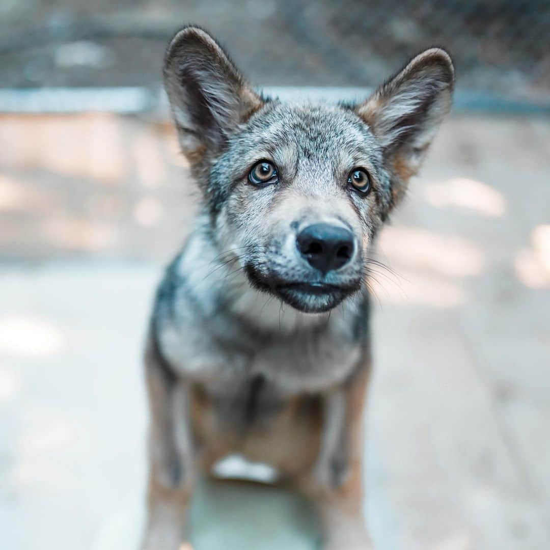 Rylaiさんのインスタグラム写真 - (RylaiInstagram)「Growing up Lucan, our Wolf Ambassador! 🐺 . Remember me? It’s me Lucan! I know!!! Lookie how big I have gotten! Dad says I weigh over 40 lbs now. Mom says that I eat a lot!! And she is also complaining about how much I poop!! They call me Sir Poops A Lot!!  . Melissa my trainer laughs a lot while she is training me... mom joins in and they are usually laughing the entire time. I’m not sure why they think I am so funny, but I will laugh with them too....  . My best friends @anabeldflux and @vette_rodd came over the other day.  I really like them. Anabel takes lots of nice photos of me. See how fierce she makes me look??  . Anabel has a mini photoshoot coming up with the foxes (I love them and love playing with their tails!) and I am going to be able to be in some photos with new friends. I really like meeting new people, so it should be fun.  But I am still a puppy, so I get excited and pee on people too. Mom is always warning people, who don’t seem to mind.  . If you want to meet me, you can schedule an encounter at the center or you can book a photoshoot with @anabeldflux - mom and dad said if I behave, they will let me take photos with people and of course, I might get so excited I pee on them too.  So she warns people in advance!  . Lucan is one of our newest Ambassadors at the JABCECC. He is considered a wolf-dog which means he has enough of the right doggie DNA to make him an outstanding Ambassador for wolf conservation.  He is undergoing a lot of training, socialization, and evaluation to help him grow up to be an amazing wolf ambassador. His role at the center is to provide education thru interaction to promote conservation of wolves in the wild!  . . #conservation #lucan #wolf #wolves #wolfambassadors #wolvesofinstagram #wolfdog #wolfdogsofinstagram #wolfpack #dogsofinstagram #photoshoot #encounterswithanimals #sandiego #socal #wolfencounters #photowithawolf」7月22日 3時48分 - jabcecc