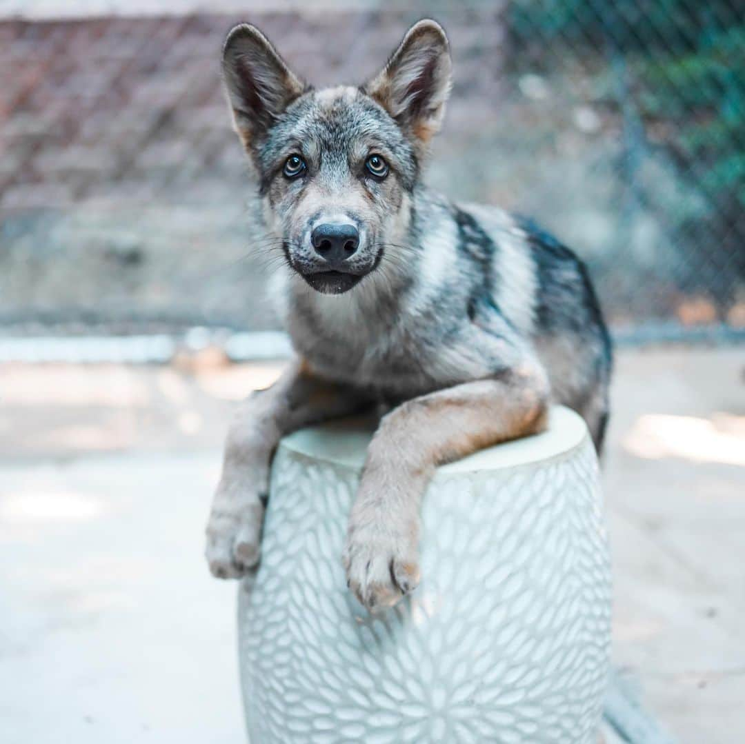 Rylaiさんのインスタグラム写真 - (RylaiInstagram)「Growing up Lucan, our Wolf Ambassador! 🐺 . Remember me? It’s me Lucan! I know!!! Lookie how big I have gotten! Dad says I weigh over 40 lbs now. Mom says that I eat a lot!! And she is also complaining about how much I poop!! They call me Sir Poops A Lot!!  . Melissa my trainer laughs a lot while she is training me... mom joins in and they are usually laughing the entire time. I’m not sure why they think I am so funny, but I will laugh with them too....  . My best friends @anabeldflux and @vette_rodd came over the other day.  I really like them. Anabel takes lots of nice photos of me. See how fierce she makes me look??  . Anabel has a mini photoshoot coming up with the foxes (I love them and love playing with their tails!) and I am going to be able to be in some photos with new friends. I really like meeting new people, so it should be fun.  But I am still a puppy, so I get excited and pee on people too. Mom is always warning people, who don’t seem to mind.  . If you want to meet me, you can schedule an encounter at the center or you can book a photoshoot with @anabeldflux - mom and dad said if I behave, they will let me take photos with people and of course, I might get so excited I pee on them too.  So she warns people in advance!  . Lucan is one of our newest Ambassadors at the JABCECC. He is considered a wolf-dog which means he has enough of the right doggie DNA to make him an outstanding Ambassador for wolf conservation.  He is undergoing a lot of training, socialization, and evaluation to help him grow up to be an amazing wolf ambassador. His role at the center is to provide education thru interaction to promote conservation of wolves in the wild!  . . #conservation #lucan #wolf #wolves #wolfambassadors #wolvesofinstagram #wolfdog #wolfdogsofinstagram #wolfpack #dogsofinstagram #photoshoot #encounterswithanimals #sandiego #socal #wolfencounters #photowithawolf」7月22日 3時48分 - jabcecc