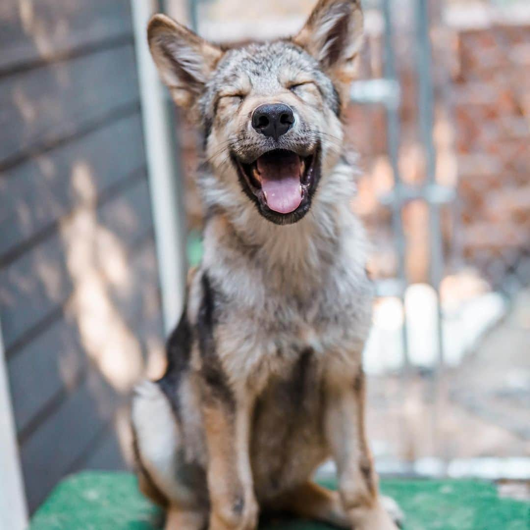 Rylaiさんのインスタグラム写真 - (RylaiInstagram)「Growing up Lucan, our Wolf Ambassador! 🐺 . Remember me? It’s me Lucan! I know!!! Lookie how big I have gotten! Dad says I weigh over 40 lbs now. Mom says that I eat a lot!! And she is also complaining about how much I poop!! They call me Sir Poops A Lot!!  . Melissa my trainer laughs a lot while she is training me... mom joins in and they are usually laughing the entire time. I’m not sure why they think I am so funny, but I will laugh with them too....  . My best friends @anabeldflux and @vette_rodd came over the other day.  I really like them. Anabel takes lots of nice photos of me. See how fierce she makes me look??  . Anabel has a mini photoshoot coming up with the foxes (I love them and love playing with their tails!) and I am going to be able to be in some photos with new friends. I really like meeting new people, so it should be fun.  But I am still a puppy, so I get excited and pee on people too. Mom is always warning people, who don’t seem to mind.  . If you want to meet me, you can schedule an encounter at the center or you can book a photoshoot with @anabeldflux - mom and dad said if I behave, they will let me take photos with people and of course, I might get so excited I pee on them too.  So she warns people in advance!  . Lucan is one of our newest Ambassadors at the JABCECC. He is considered a wolf-dog which means he has enough of the right doggie DNA to make him an outstanding Ambassador for wolf conservation.  He is undergoing a lot of training, socialization, and evaluation to help him grow up to be an amazing wolf ambassador. His role at the center is to provide education thru interaction to promote conservation of wolves in the wild!  . . #conservation #lucan #wolf #wolves #wolfambassadors #wolvesofinstagram #wolfdog #wolfdogsofinstagram #wolfpack #dogsofinstagram #photoshoot #encounterswithanimals #sandiego #socal #wolfencounters #photowithawolf」7月22日 3時48分 - jabcecc