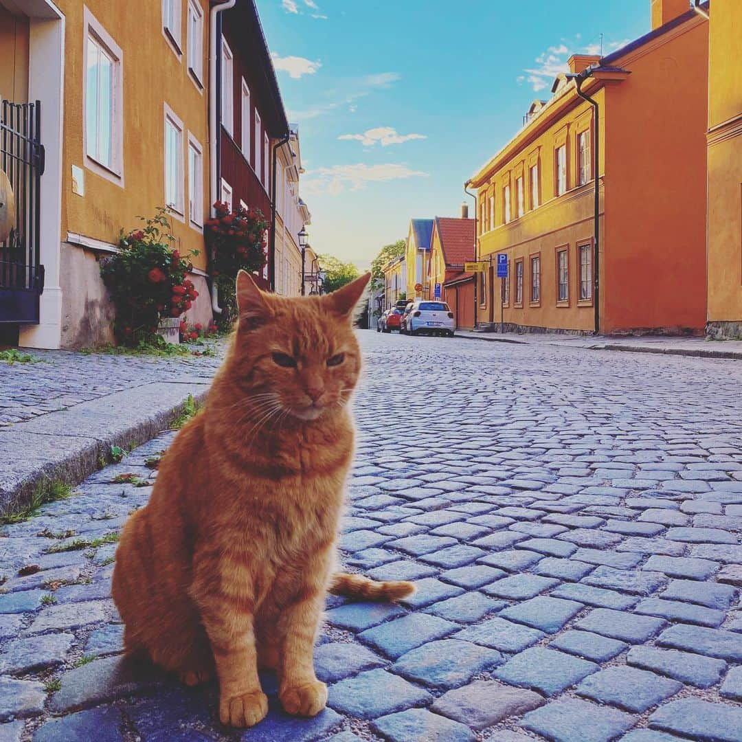 オスカー・エーネスタードさんのインスタグラム写真 - (オスカー・エーネスタードInstagram)「🦁😾😈」7月22日 4時05分 - oscarenestad