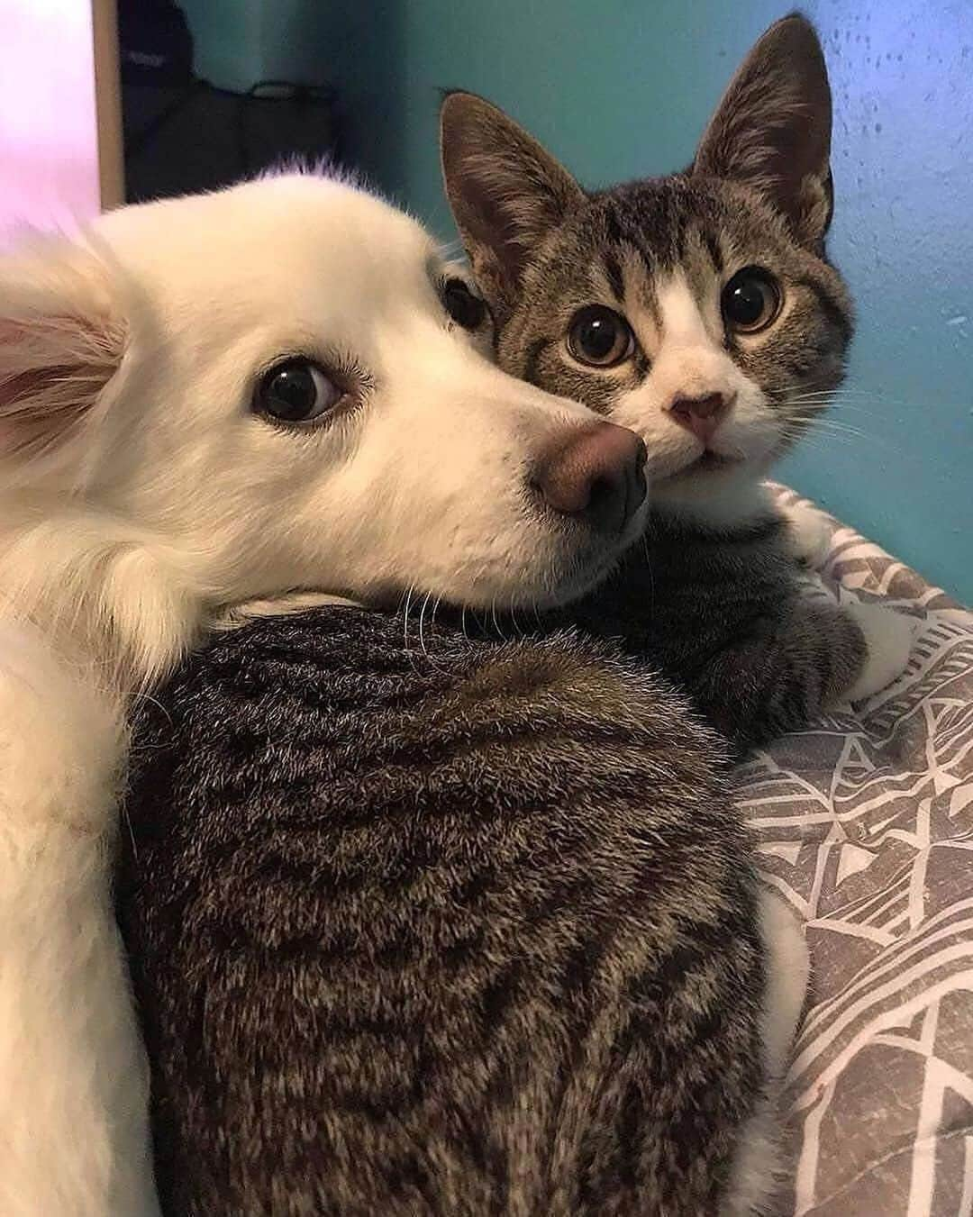 Cute Pets Dogs Catsさんのインスタグラム写真 - (Cute Pets Dogs CatsInstagram)「A real friend is one who walks in when the rest of the world walks out. 💕 Support us with a ❤️ Notification ON 💙  #kittens_of_world and follow us to be featured 😸 📩 Submit your cat’s photo to our contest email (below BIO) to be featured on our Friday Shoutout Post! ❤️ From: unknown  #kitty #cats #kitten #kittens #kedi #katze #แมว #猫 #ねこ #ネコ #貓 #고양이 #Кот #котэ #котик #кошка #cutecats #cutest #meow #kittycat #topcatphoto #kittylove #mycat #instacats #instacat #ilovecat #kitties #gato #kittens #kitten」7月22日 4時53分 - dailycatclub