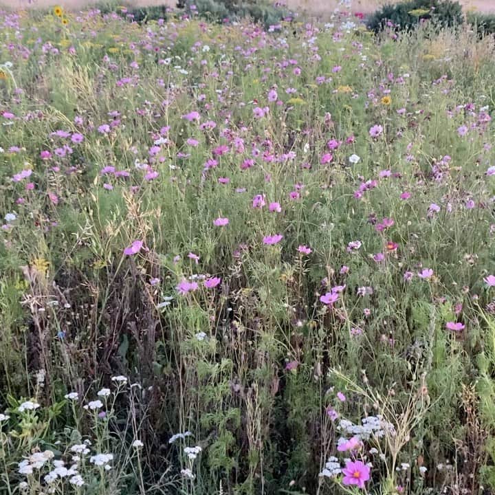 のインスタグラム：「🌸🌸🌸 #mykindofhappiness」