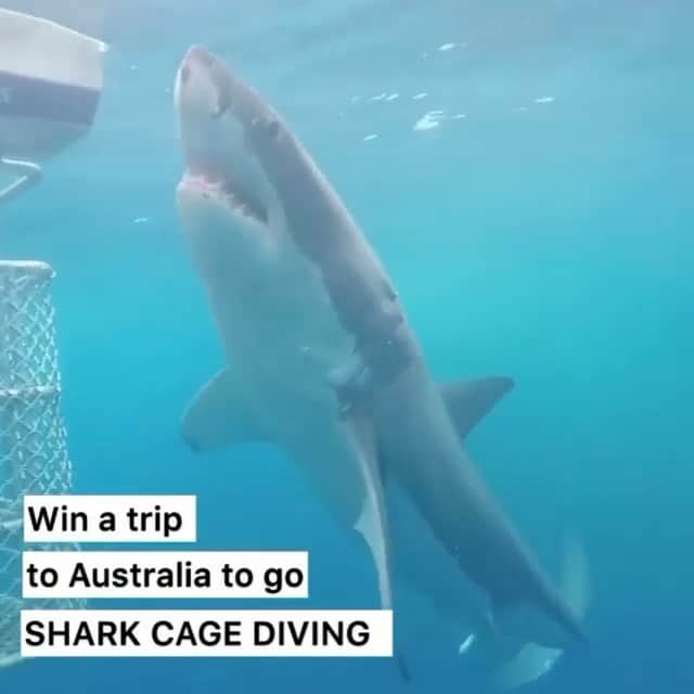WildLifeのインスタグラム：「WIN A RETURN TRIP TO GO SHARK CAGE DIVING IN AUSTRALIA with @calypsostarcharters! flights and accommodation included, To WIN:  1.GO Follow: @discoversharkstours and also follow every account they are following (it only takes 20 seconds to follow all 22 accounts)  2. Like this post  3. Tag a friend (1 tag = 1 entry, enter as many times as you wish). 4. (Bonus) Share this post on your IG Story for an additional entry!  The winner will be chosen randomly ‪on July 25th 2020 & announced on @discoversharkstours account.  Please Note: This sweepstake is in no way sponsored, administered, or associated with Instagram, PayPal, TransferWise, or any Brands in the contest images. By entering, entrants confirm they are 18+ years of age, release Instagram of responsibility, and agree to Instagram's term of use.  #giveaway #giveawaycontest #giveaways #greatwhitesharks #greatwhiteshark #cagediving #tiburonblanco」