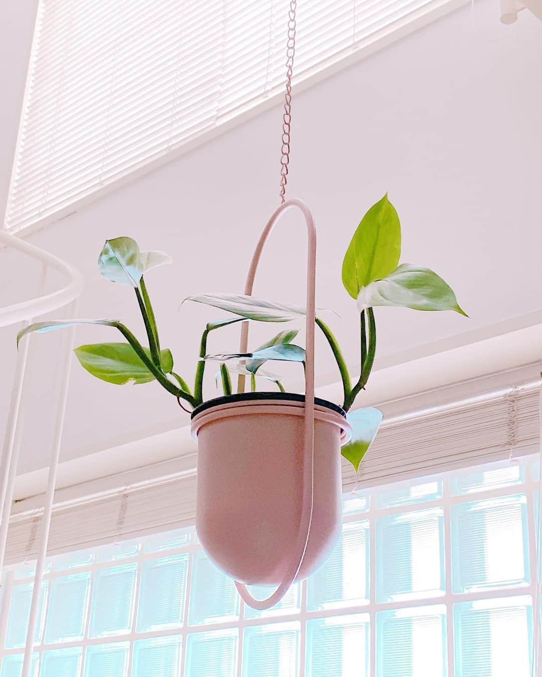 Sachiのインスタグラム：「New my green & baby pink bowl . #green#pink#plants  #sachiのflowermarket #かれないでおくれょょ」