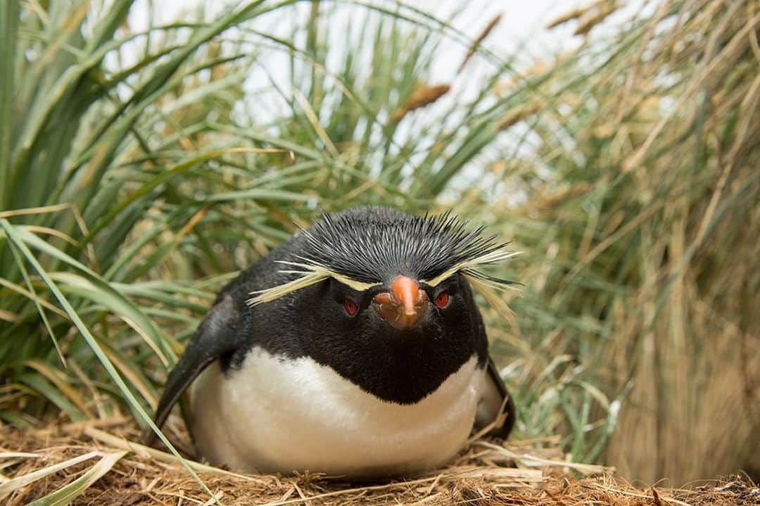 National Geographic Travelさんのインスタグラム写真 - (National Geographic TravelInstagram)「Photo by @daisygilardini  The Falkland Islands (Islas Malvinas) are home to various colonies of rockhopper penguins. They have strong personalities enhanced by their red eyes and spiky feathers on their head. They’re members of the crested penguin family, which includes the southern and northern rockhopper, macaroni, royal, erect-crested, Snares, and Fiordland penguins.  Follow me @DaisyGilardini for more images and stories behind the scenes. #penguin #rockhopperpenguin #westpointisland #falklandislands #islasmalvinas」7月22日 17時08分 - natgeotravel