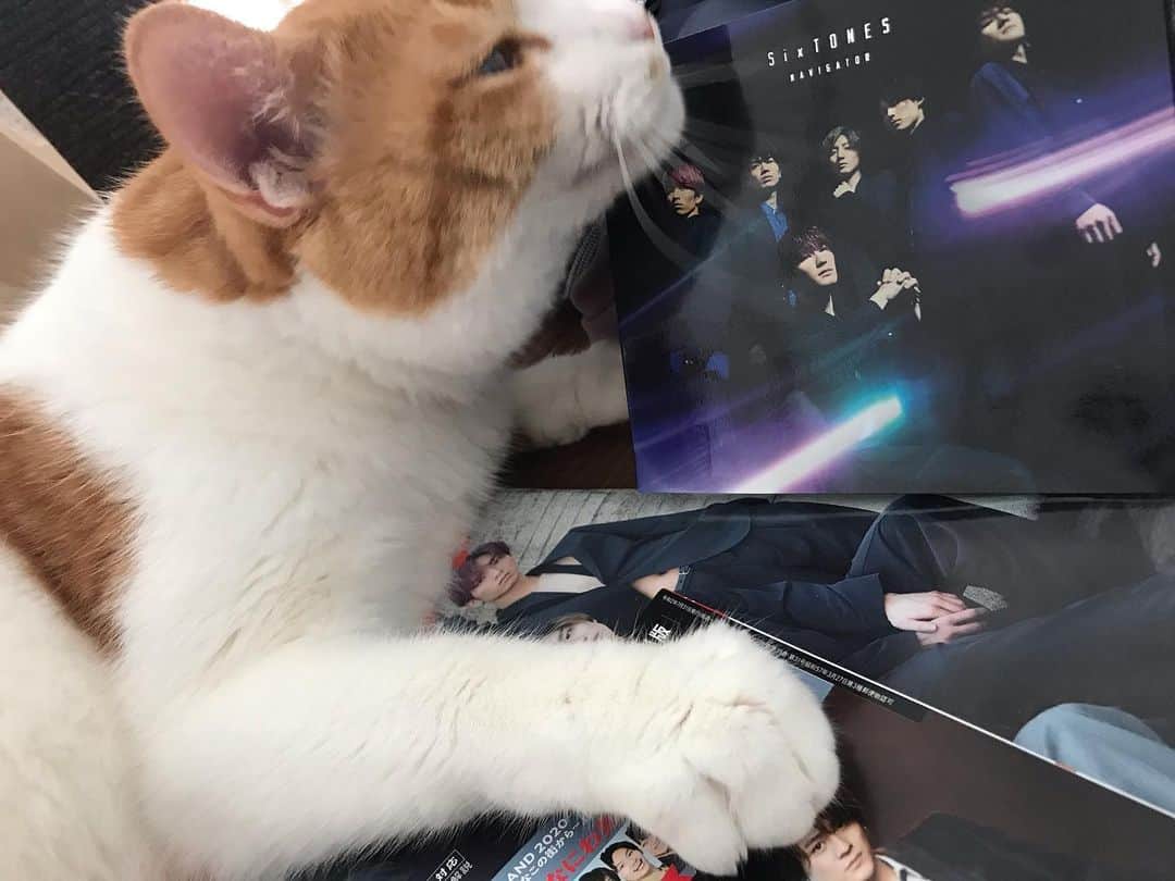 のインスタグラム：「*̣̩⋆̩* . 宣伝部長むぎ🐱 20うん年振りにジャニーズにどハマりしまして、日々🐱ズとSixTONESに癒される日々でございます🥳🤟💚💚笑 . . . #ねこ #catsofstagram #instacat #catstagram #catstagram_japan #ilovecats #peconねこ部 #ねこら部 #小さな猫が大きな癒しにニャる #東北ねこ部 #山形ねこ部 #ふわもこ部 #ペコねこ部 #にゃんすたぐらむ #にゃんだふるらいふ #にゃんとかめら #みんねこ #ねこがいる幸せ #ねこのいる生活 #猫と暮らす #ねことの暮らし #茶トラ白」
