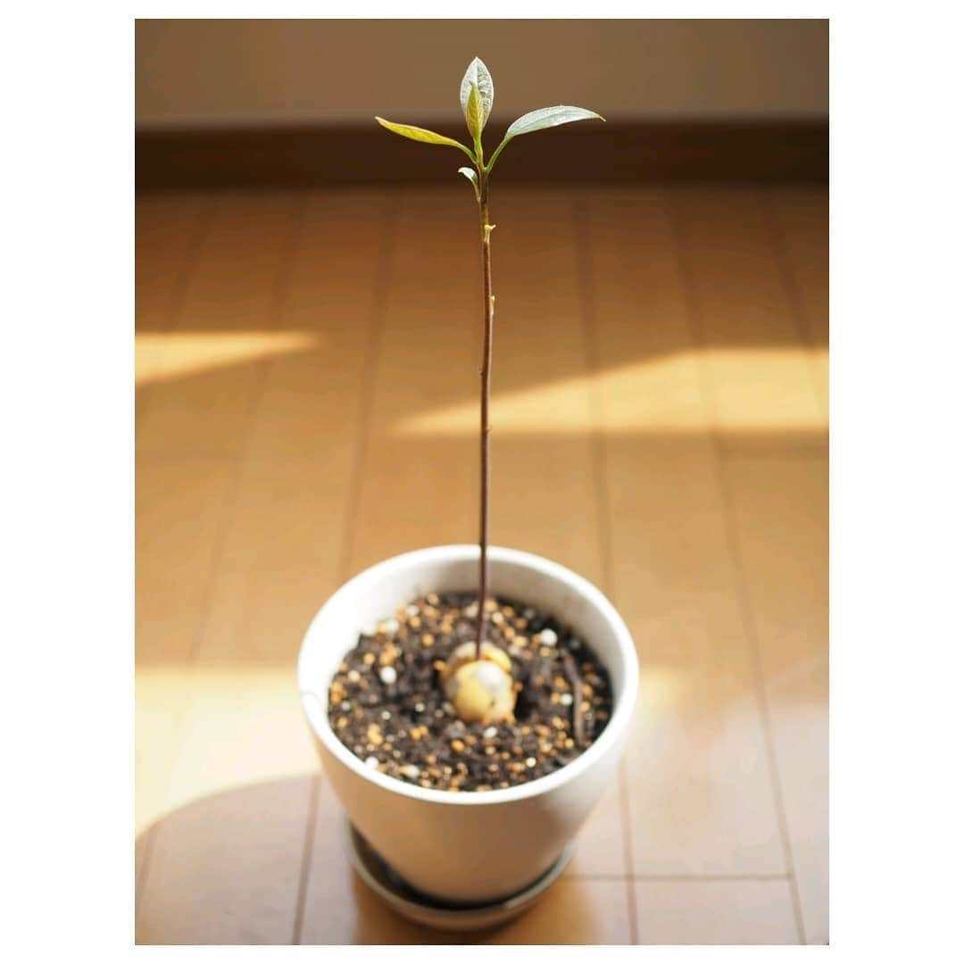 鬼頭由芽さんのインスタグラム写真 - (鬼頭由芽Instagram)「我が家のアボット様が土に植えた瞬間めざましい成長を見せ 今ここまでおおきくなりました🥑 よく子供の産まれ年に梅酒漬けるとかその年のワイン買うとか聞くけど うちは子供に「これはあなたが産まれた年にお父さんとお母さんが食べたアボカドよ…」って言うんだ🥑」7月22日 15時59分 - xxyumeyumexx