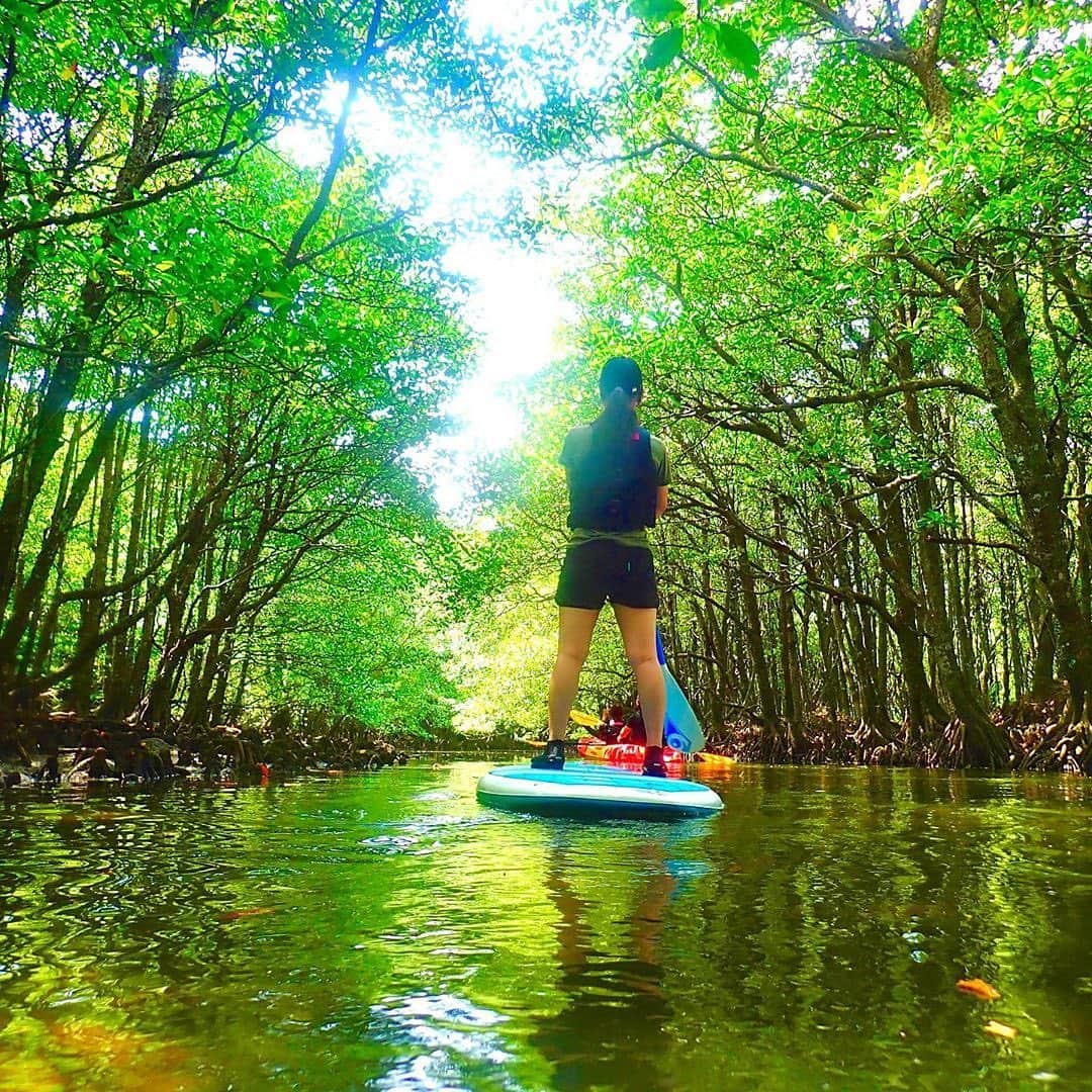 Be.okinawaさんのインスタグラム写真 - (Be.okinawaInstagram)「Paddling through the beautiful mangroves of the Kura River. 📍: Kura River, Iriomote Island 📷: @jd_okinawa  The Kura River is known for its calm and peaceful waters -- an ideal environment for first-time stand up paddleboarders!  We look forward to welcoming you when things settle down. Stay safe! #okinawaathome #staysafe  #iriomoteisland #yaeyamaislands #西表島 #八重山群島 #이리오모테섬 #야에야마제도 #八重山諸島 #クーラ川 #kurariver #standuppaddleboard #beokinawa #visitokinawa」7月22日 16時00分 - visitokinawajapan