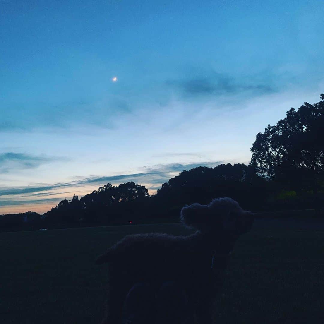 のインスタグラム：「. . 夜の公園って最高♡ 地味にこれみんちゃん写ってるねん♡ . . 公園、お昼も最高やけどちょっと昨日から暑すぎやな😂😂😭 急に暑くなったから みんなも体調管理気をつけてくださいー♡ . . #公園 #犬 #おさんぽ #犬のいる暮らし #いぬのいる暮らし #いぬすたぐらむ #いぬバカ部 #いぬすきさんと繋がりたい🐶  #動物好きな人と繋がりたい #動物好き」