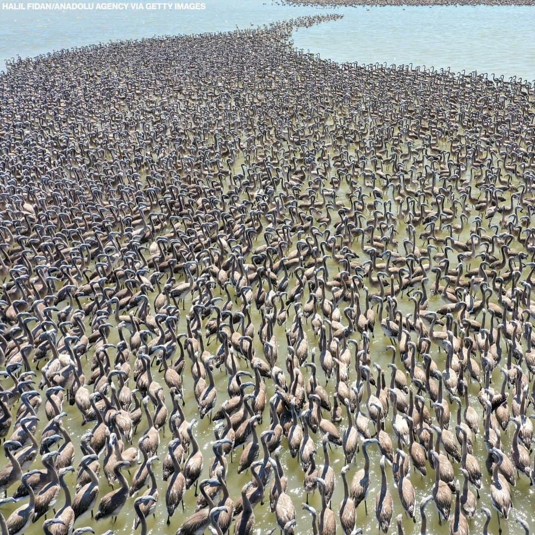 ABC Newsさんのインスタグラム写真 - (ABC NewsInstagram)「READY TO FLY: Aerials photos capture views of thousands of baby flamingos at Izmir Bird Paradise, an artificial breeding island in Turkey.」7月22日 16時22分 - abcnews