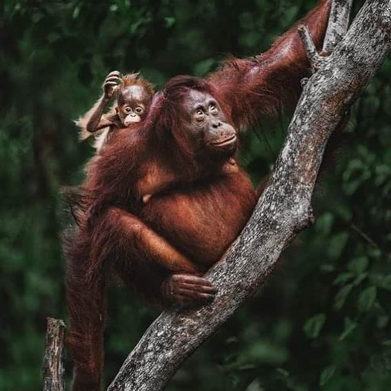OFI Australiaさんのインスタグラム写真 - (OFI AustraliaInstagram)「Infant orangutans stay in close contact with their mothers for a long time. For the first two years of an infant orangutan’s life, he/she is completely dependent on their mother for food and transportation. The baby clings to the mother's body while she moves through the trees and feeds on her breast milk. In fact, orangutan offsprings have been observed being carried until they are 5 years old and be breast-fed until they are 8 years of age! This beautiful photo of a mother and her infant in the wild was taken in Tanjung Puting National Park, Central Kalimantan, Borneo, by acclaimed wildlife photographer Donal Boyd @donalboyd  _____________________________________ 🦧 OFIA Founder: Kobe Steele kobe@ofiaustralia.com  OFIA Patron: Dr Birute Galdikas @drbirute @orangutanfoundationintl @orangutan.canada www.orangutanfoundation.org.au 🦧 🧡 🦧 #orangutan #orphan #rescue #rehabilitate #release #BornToBeWild #Borneo #Indonesia #CampLeakey #orangutans #savetheorangutans #sayNOtopalmoil #palmoil #deforestation #destruction #rainforest #instagood #photooftheday #environment #nature #instanature #endangeredspecies #criticallyendangered #wildlife #orangutanfoundationintl #ofi #drbirute #ofiaustralia #FosterAnOrangutanToday」7月22日 16時34分 - ofi_australia