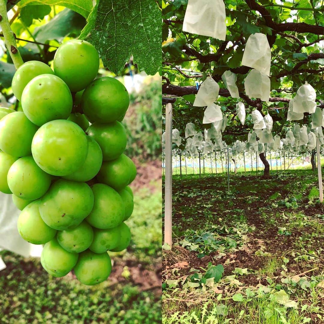 ツチと実のインスタグラム：「ツチと実でございます！  7月後半は雨☔️が降る日が続いており、ジメジメの日が多いですね。汗と水で濡れながらの作業で大変です💦  ぶどう🍇の方は粒がグングン大きくなっており袋から溢れそうです。 秋の収穫の時が待ち遠しいですね。  この後は色がついてきて、黒紫色になってまいります。 9月のぶどう狩りまでもう少しです。 自然の中でゆっくりしながら ぶどうを見て、食べて楽しんで下さい。  詳細は8月に届くお葉書とホームページをご覧ください。 お待ちしております。  #ツチと実 #山梨 #勝沼 #ぶどう狩り #ぶどう栽培 #秋 #梅雨明け」