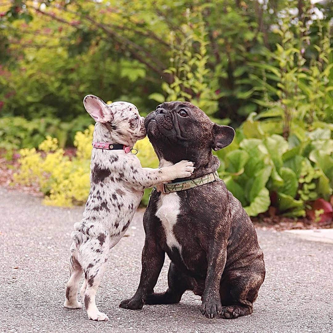 French Bulldogさんのインスタグラム写真 - (French BulldogInstagram)「Kissies for my new best fwend 🖤 @baadbitchnova . . . . . #frenchie #frenchbulldog #buhi #frenchielove #frenchbulldogsofinstagram #frenchiesofinstagram #frenchbulldoglovers #frenchbulldoglife #dailyfrenchie」7月22日 16時41分 - frenchie.world