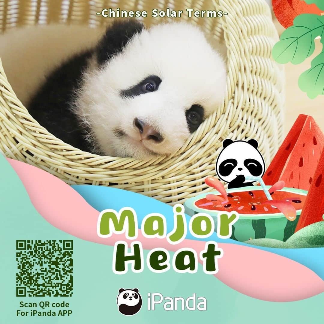 iPandaさんのインスタグラム写真 - (iPandaInstagram)「Major Heat, the 12th solar term of the year, marks the hottest period with the highest temperature. How I wish to spend the summer in a cool place together with a cute panda! 🐼 🐾 🐼 #FriendshipMessenger #panda #ipanda #animal #pet #adorable #China #travel #pandababy #cute #photooftheday #Sichuan #cutepanda #animalphotography #cuteness #cutenessoverload」7月22日 16時50分 - ipandachannel