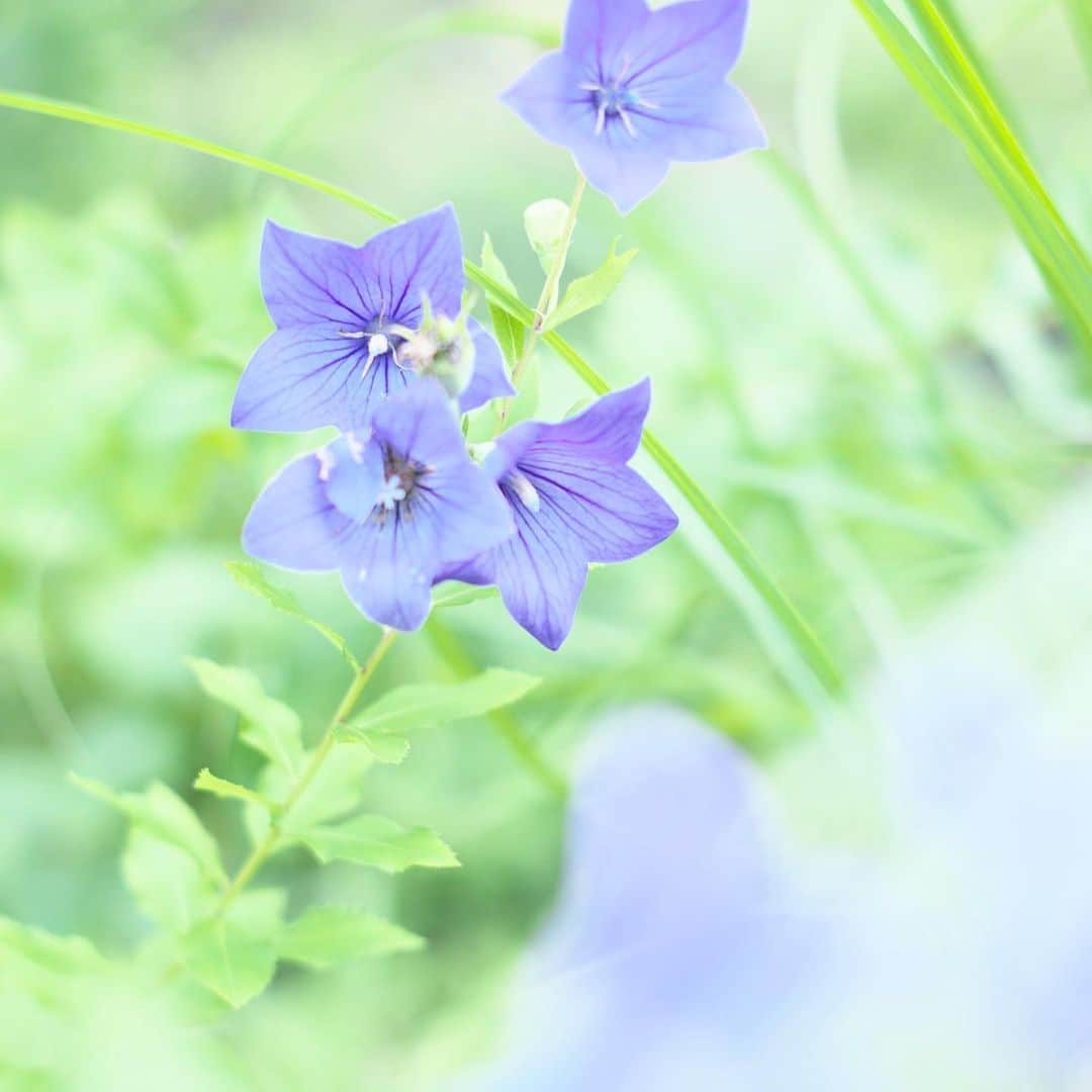 kiccyomuのインスタグラム：「☁️ 2020.07.22 Wed #京成バラ園 #桔梗 も少し咲いてた 日本らしい優しい花…好きです😊  #オールドレンズ 📷 #心に花を 今日も元気に🤗  location #千葉 📷撮影 2020年07月19日」