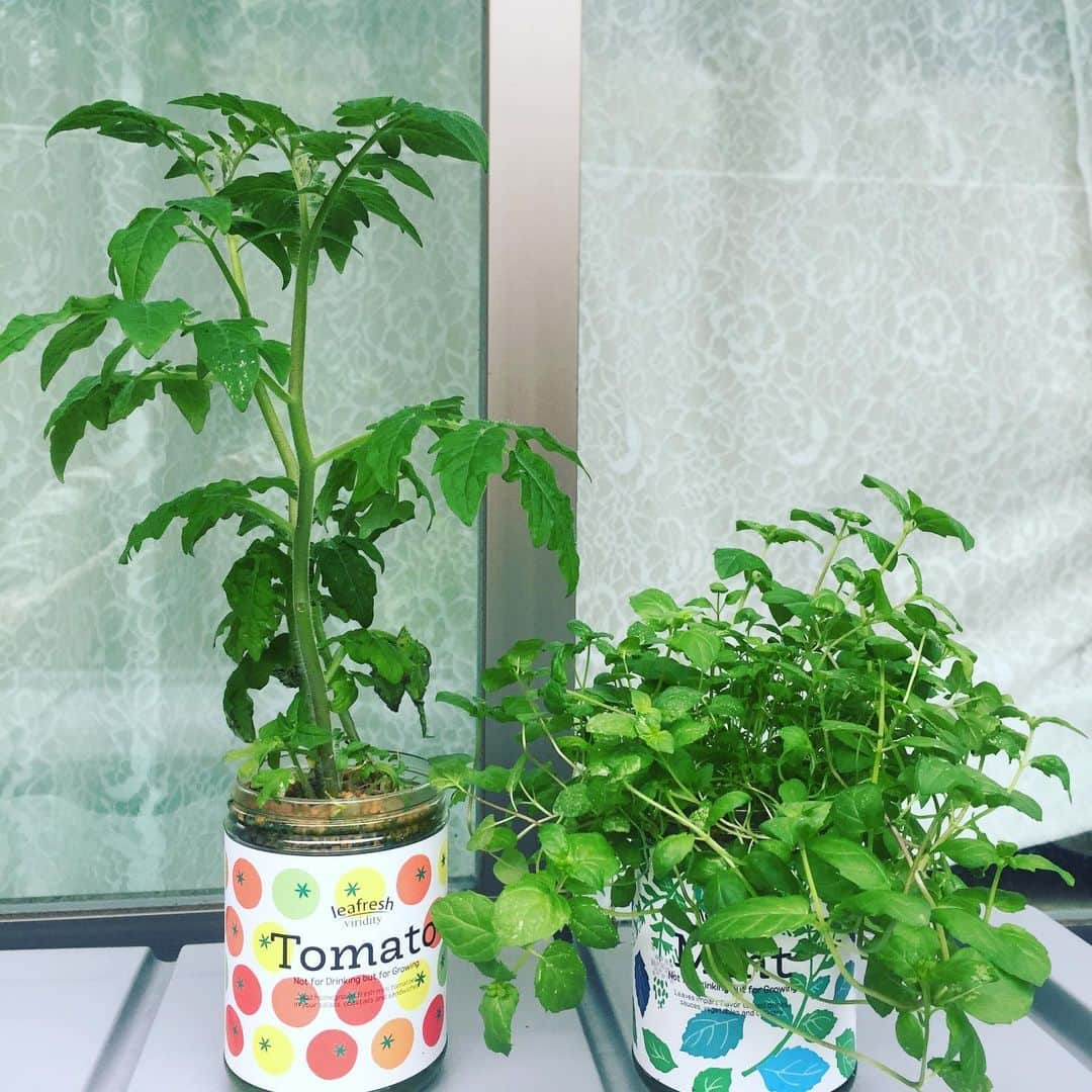 香西咲さんのインスタグラム写真 - (香西咲Instagram)「咲っちょファームも残るは #トマト🍅 ＆ #ミント 🥬 雨降ってきたからベランダに入れたよ😃 トマトはまだな時間がかかりそうで、ミントはすぐにでも使えそう✨ミントってモヒートくらいしか思い浮かばないなぁ🍸✨  #プチガーデニング  #ガーデニング   #水耕栽培」7月22日 8時41分 - saki.kouzai